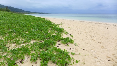 南風の見田の浜画像　西表島