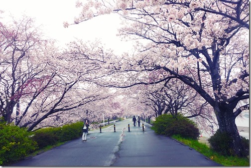 伊勢神宮の桜