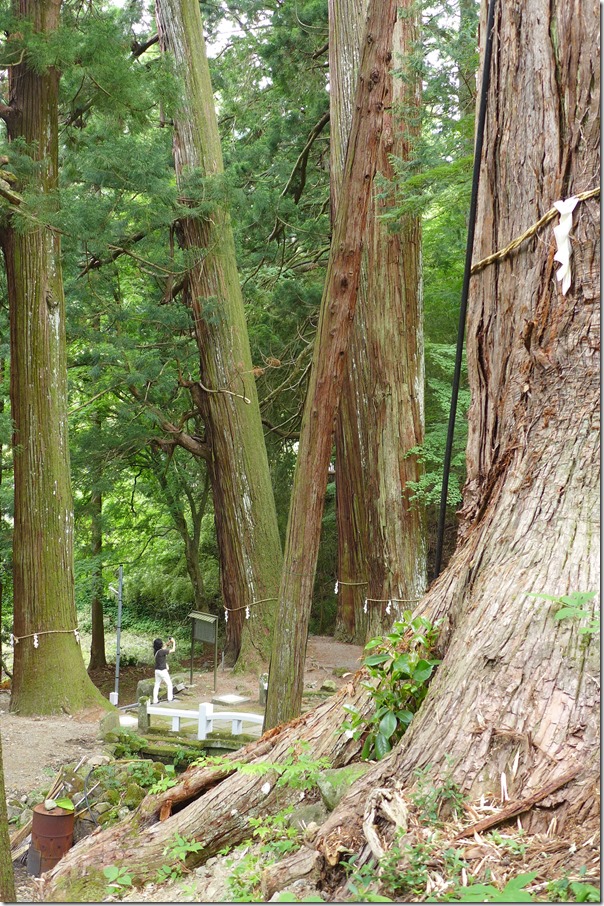 金運　金桜神社の巨木杉